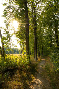 Trees growing in forest