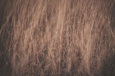 Close-up of wheat field