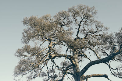 Low angle view of tree against clear sky