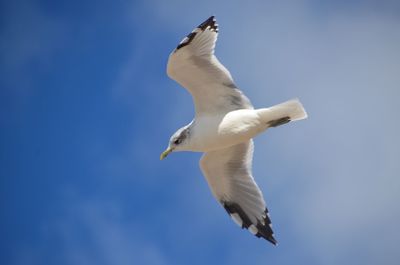 Low angle view of seagull flying against sky