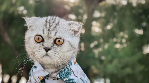 Portrait of cat against blurred background