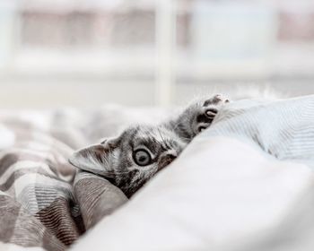 Close-up of cat lying on bed at home