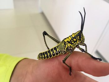 Yellow grasshopper  on hand