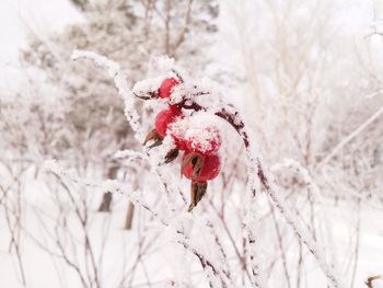 Close-up of snow covered plant during winter