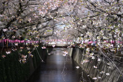 Cherry blossoms hanging from tree