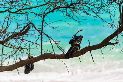 Close-up of bird perching on bare tree