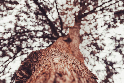 Low angle view of tree against sky