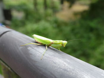 Close-up of insect