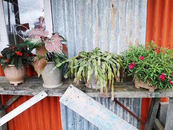 Potted plants on wooden door
