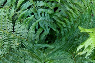 Close-up of palm leaves