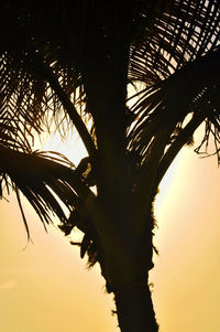 Low angle view of silhouette palm tree against sky