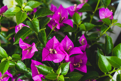 Close-up of purple bougainvillea