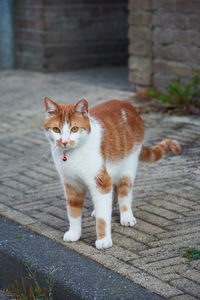 Portrait of cat on street