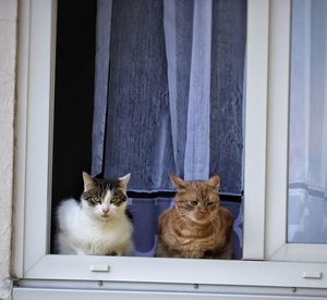 Portrait of cats sitting on window