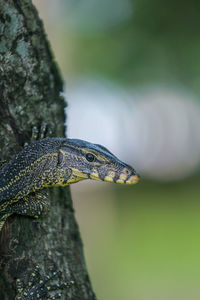 Close-up of a reptile against blurred background