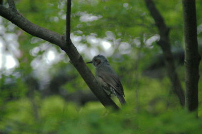 Bird perching on tree