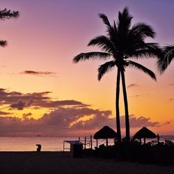 Silhouette palm trees on beach at dusk