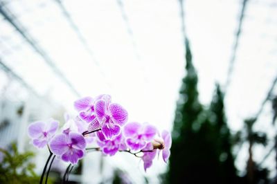 Close-up of pink flowers blooming