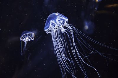 Close-up of jellyfish swimming in sea