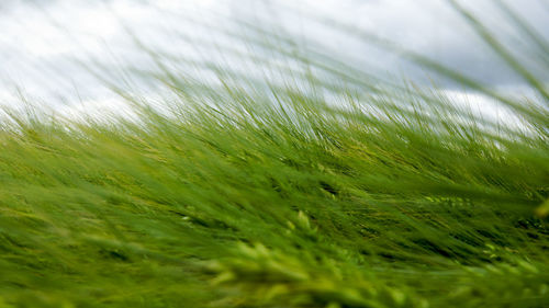 Close-up of fresh green grass in field