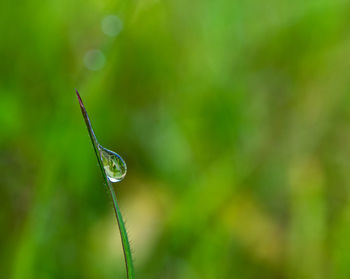 Close-up of wet plant