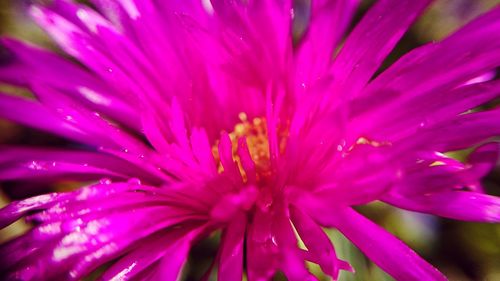 Close-up of pink flower blooming outdoors