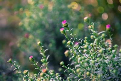 Close-up of purple flowering plant