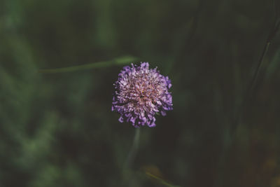 Close-up of purple flower blooming outdoors