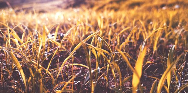 Close-up of crops on field