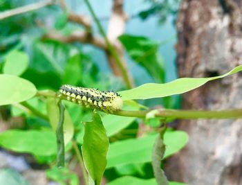 Close-up of insect on plant