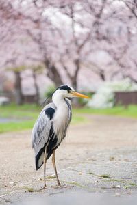 Bird perching on a footpath