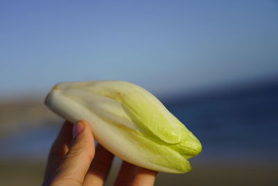 Close-up of hand holding apple against sea