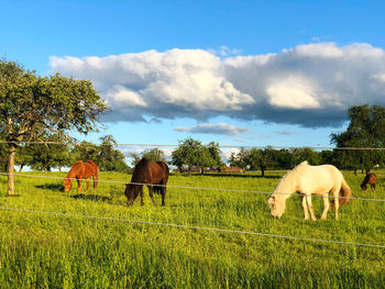 Horses grazing in a field