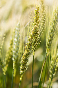 Close-up of wheat growing on field