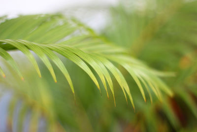 Close-up of palm leaves