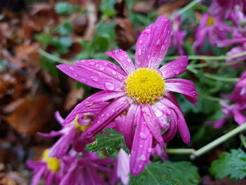 Close-up of pink flower blooming outdoors