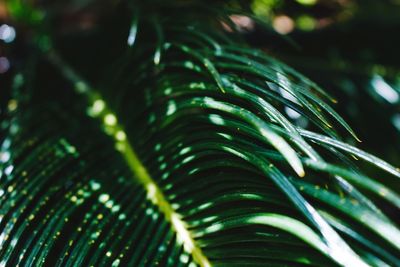 Close-up of palm leaf