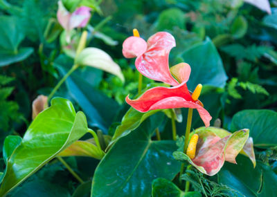 Close-up of pink flowering plant