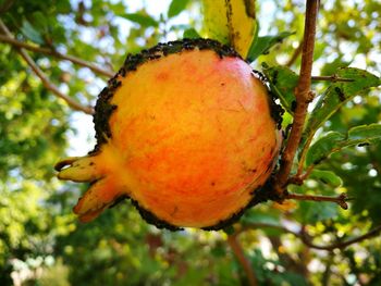 Low angle view of fruit growing on tree