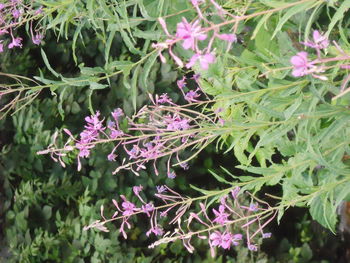 Close-up of pink flowers