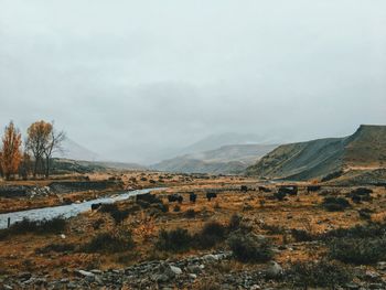 Scenic view of landscape against sky