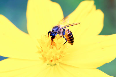 Close-up of insect on yellow flower