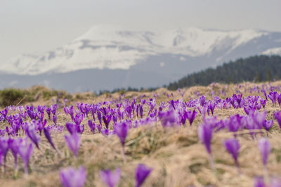 Close-up of purple flowering plants on field against mountain