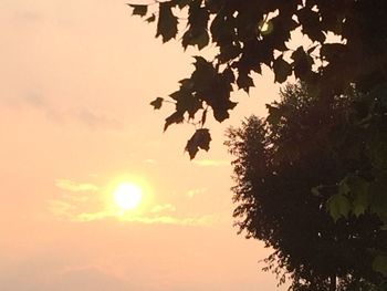 Low angle view of trees against sky