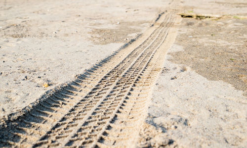 Off road car tyre track on sandy beach with algae