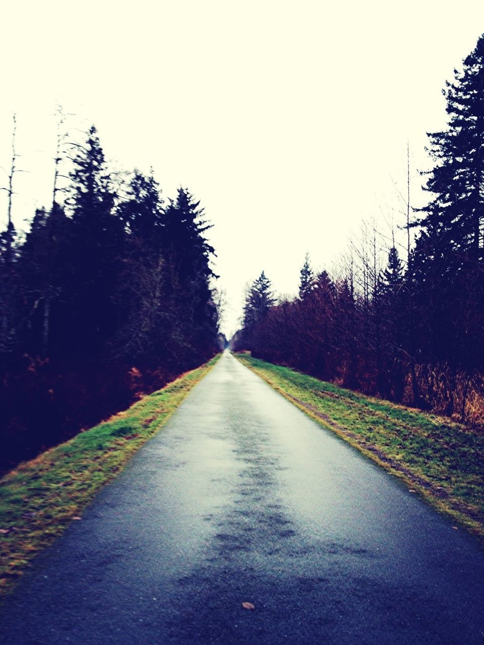 the way forward, diminishing perspective, vanishing point, clear sky, tree, road, transportation, copy space, tranquility, empty road, tranquil scene, empty, long, nature, country road, street, sky, growth, beauty in nature, outdoors