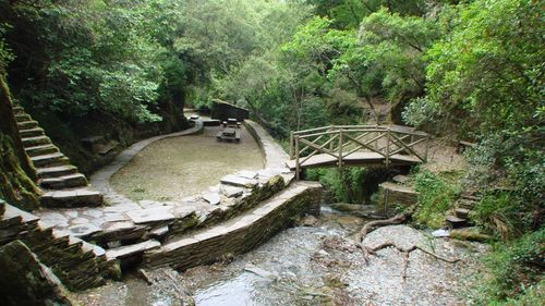 Footbridge over stream amidst trees in forest