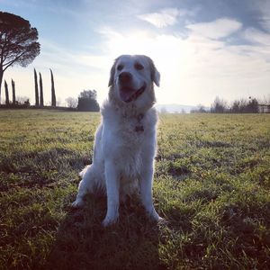 Dog on field against sky