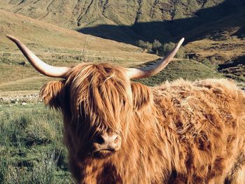 Close-up of a highland cow in a field