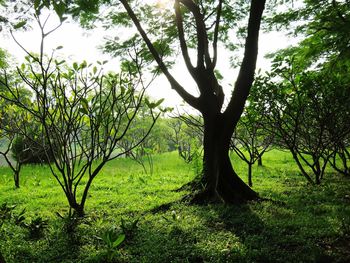 Tree in forest